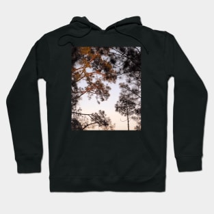 early morning sunrise in the forest Hoodie